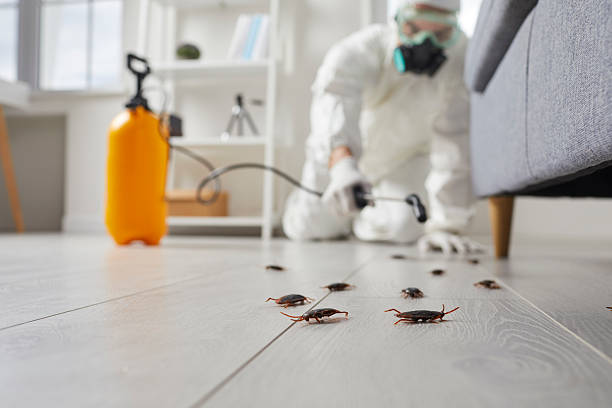 Post-Treatment Bed Bug Interceptor Monitoring in Lincoln